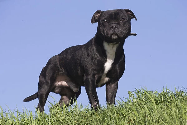 13132375. Staffordshire Bull Terrier dog outdoors Date