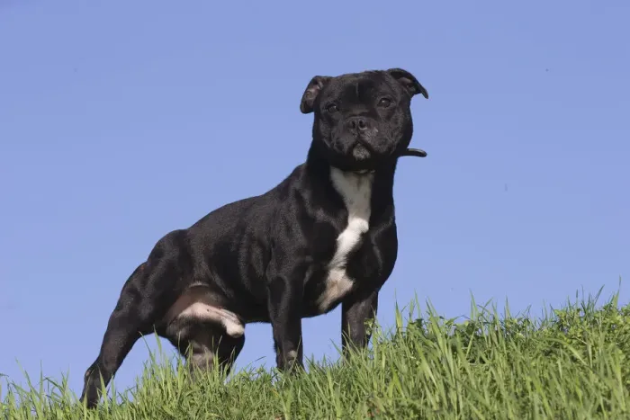Framed Print : 13132376. Staffordshire Bull Terrier dog outdoors Date Framed Print : 13132376. Staffordshire Bull Terrier dog outdoors Date