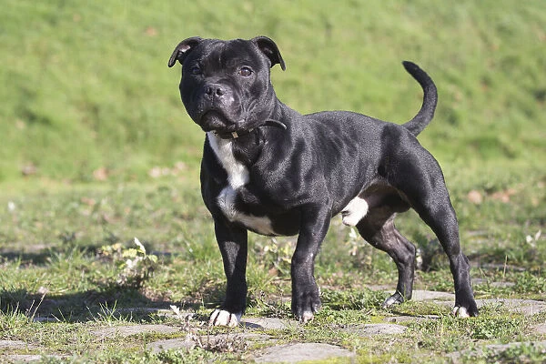 13132378. Staffordshire Bull Terrier dog outdoors Date