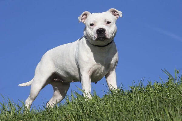 13132379. Staffordshire Bull Terrier dog outdoors Date