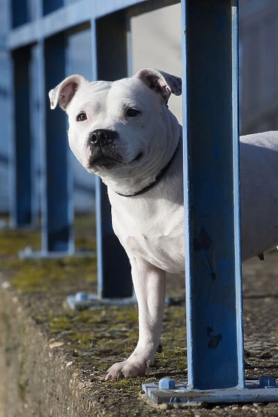 13132380. Staffordshire Bull Terrier dog outdoors Date