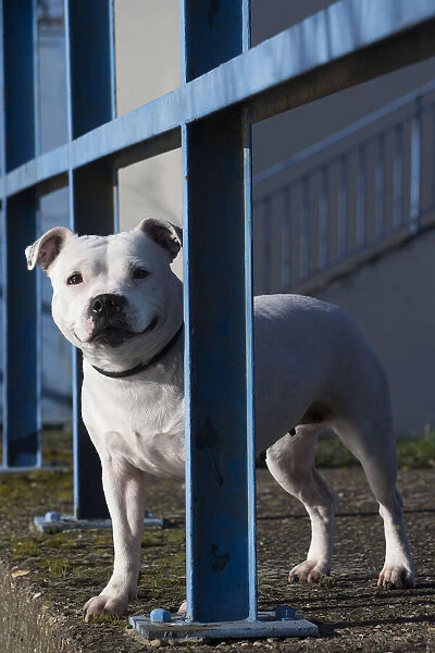 13132381. Staffordshire Bull Terrier dog outdoors Date