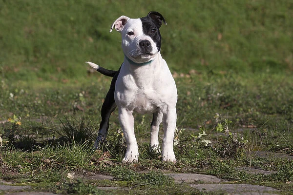 13132383. Staffordshire Bull Terrier dog outdoors Date