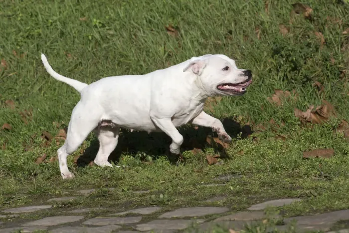 Framed Print : 13132384. Staffordshire Bull Terrier dog running outdoors Date
