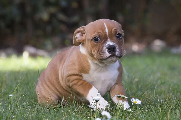 13132389. Staffordshire Bull Terrier puppy outdoors Date
