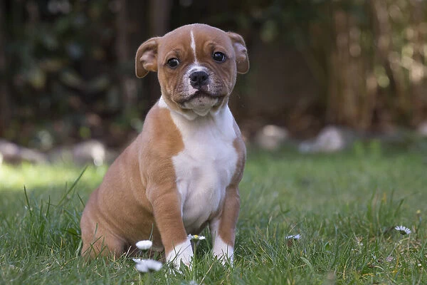 13132390. Staffordshire Bull Terrier puppy outdoors Date