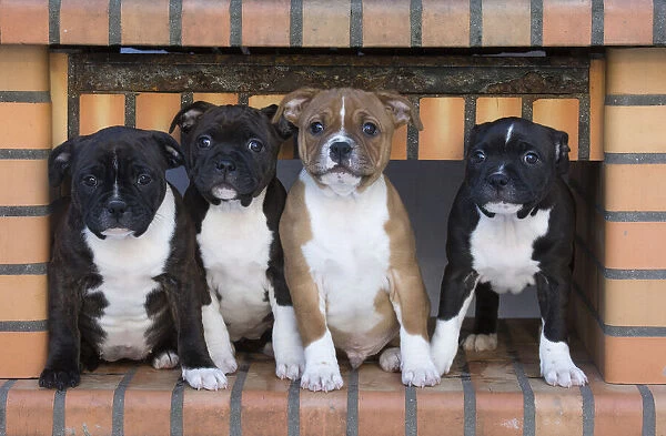 13132394. Staffordshire Bull Terrier puppies outdoors Date
