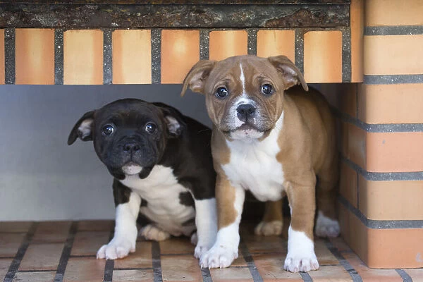 13132395. Staffordshire Bull Terrier puppies outdoors Date
