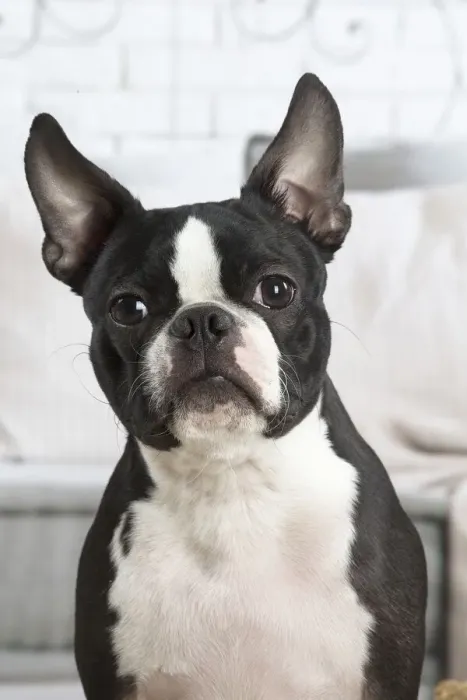 Framed Print : 13132399. Boston Terrier dog indoors Date Framed Print : 13132399. Boston Terrier dog indoors Date