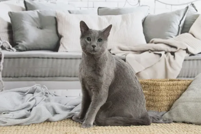 Framed Print : 13132401. Russian Blue cat indoors Date Framed Print : 13132401. Russian Blue cat indoors Date