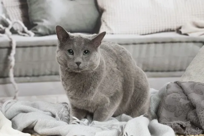 Framed Print : 13132402. Russian Blue cat indoors Date Framed Print : 13132402. Russian Blue cat indoors Date