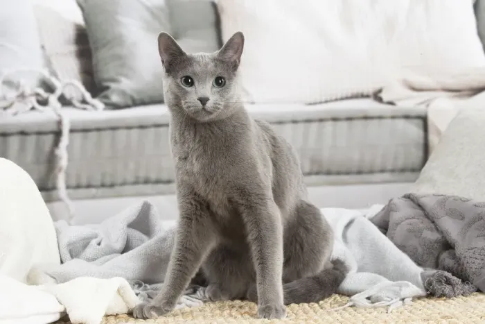 Framed Print : 13132404. Russian Blue cat indoors Date Framed Print : 13132404. Russian Blue cat indoors Date