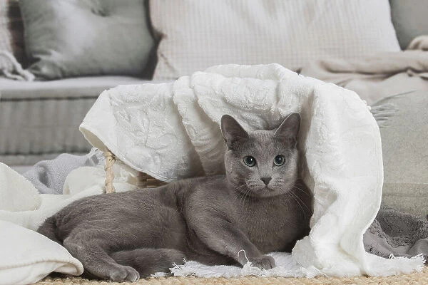 13132405. Russian Blue cat indoors Date