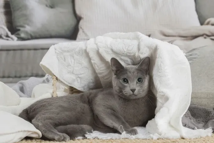 Framed Print : 13132405. Russian Blue cat indoors Date Framed Print : 13132405. Russian Blue cat indoors Date