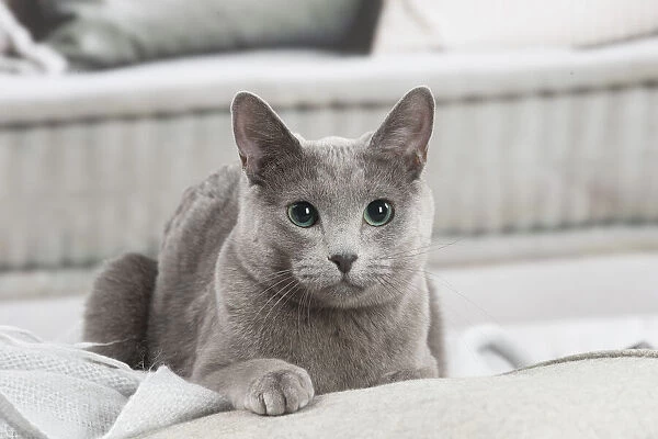 13132406. Russian Blue cat indoors Date