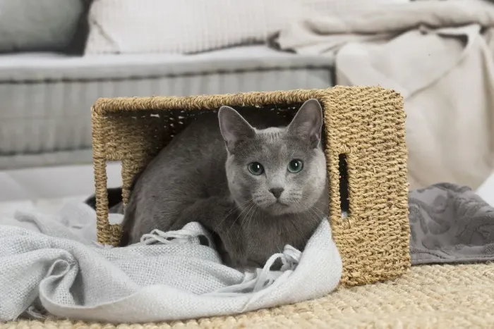 Framed Print : 13132407. Russian Blue cat indoors Date