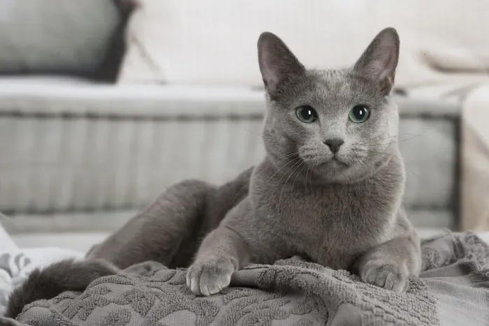 Framed Print : 13132408. Russian Blue cat indoors Date Framed Print : 13132408. Russian Blue cat indoors Date
