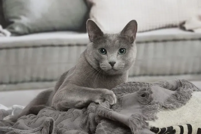 Framed Print : 13132409. Russian Blue cat indoors Date Framed Print : 13132409. Russian Blue cat indoors Date
