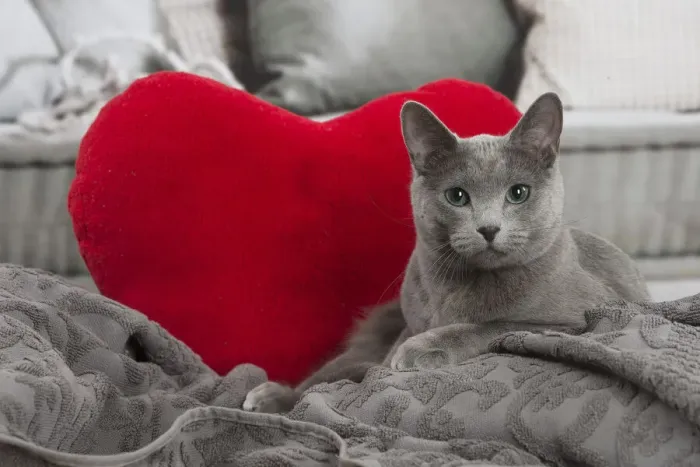 Framed Print : 13132410. Russian Blue cat indoors Date Framed Print : 13132410. Russian Blue cat indoors Date