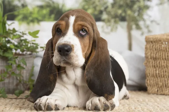 Framed Print : 13132412. Basset Hound puppy indoors Date Framed Print : 13132412. Basset Hound puppy indoors Date