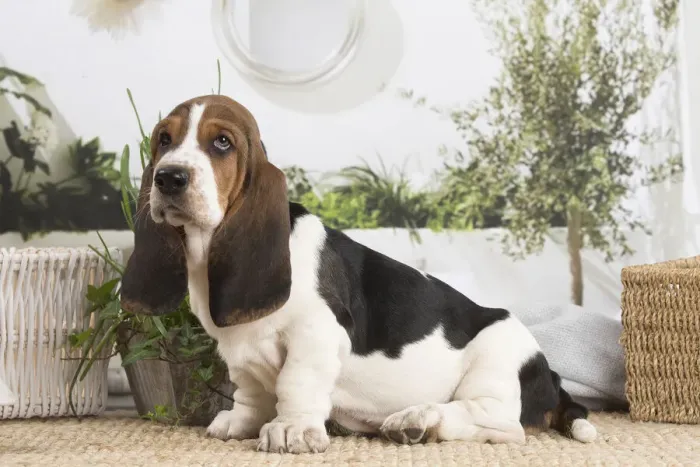 Framed Print : 13132413. Basset Hound puppy indoors Date Framed Print : 13132413. Basset Hound puppy indoors Date
