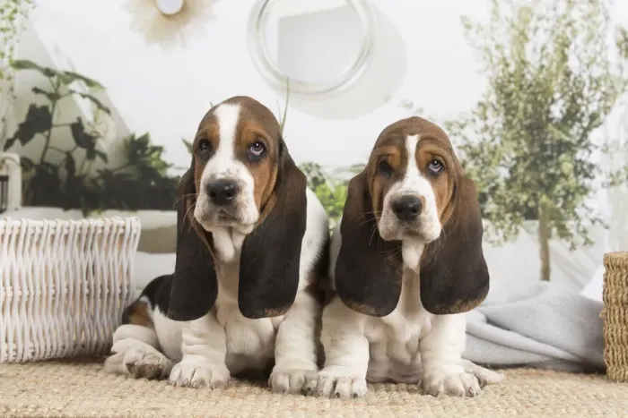 Framed Print : 13132415. Basset Hound puppies indoors Date Framed Print : 13132415. Basset Hound puppies indoors Date