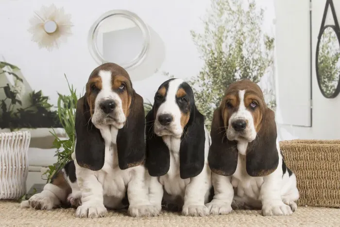 Framed Print : 13132417. Basset Hound puppies indoors Date Framed Print : 13132417. Basset Hound puppies indoors Date
