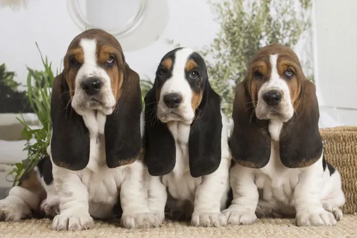 Framed Print : 13132418. Basset Hound puppies indoors Date Framed Print : 13132418. Basset Hound puppies indoors Date