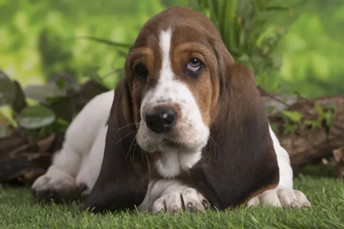Framed Print : 13132420. Basset Hound puppy outdoors Date Framed Print : 13132420. Basset Hound puppy outdoors Date