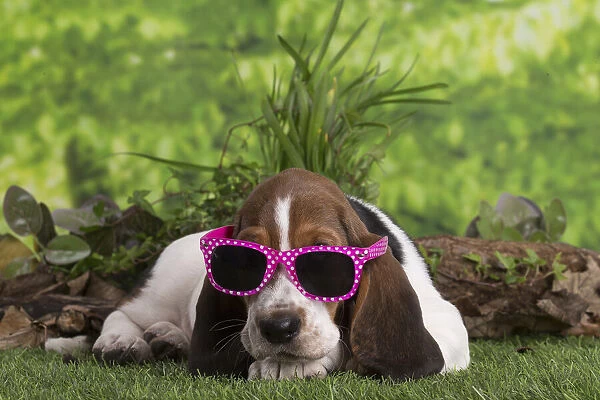 13132421. Basset Hound puppy outdoors wearing sunglasses Date