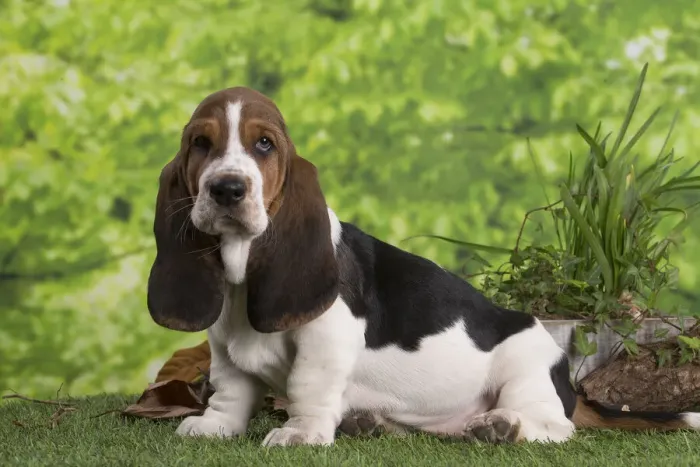 Framed Print : 13132423. Basset Hound puppy outdoors Date Framed Print : 13132423. Basset Hound puppy outdoors Date