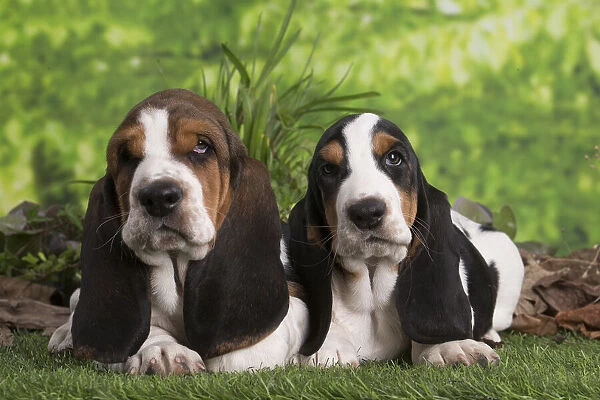 13132424. Basset Hound puppies outdoors Date