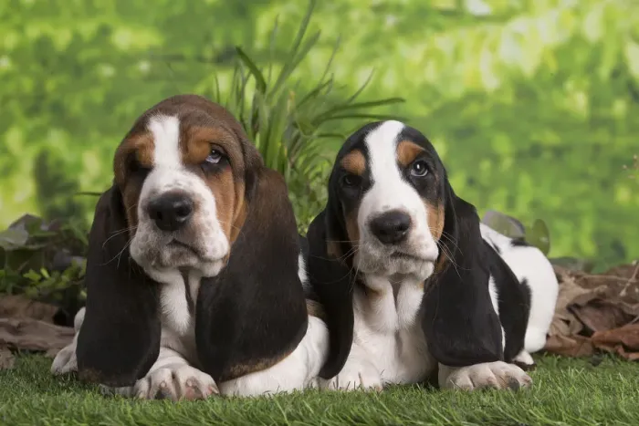 Framed Print : 13132424. Basset Hound puppies outdoors Date Framed Print : 13132424. Basset Hound puppies outdoors Date