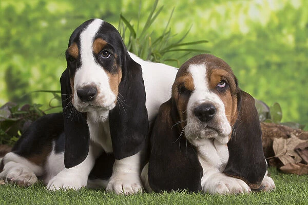 13132425. Basset Hound puppies outdoors Date