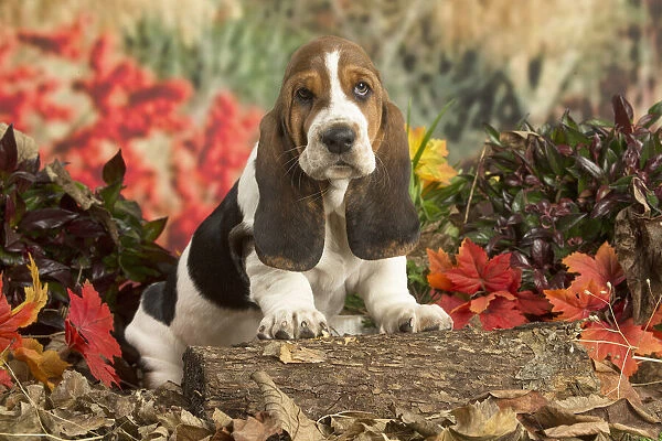13132426. Basset Hound puppy outdoors in Autumn Date