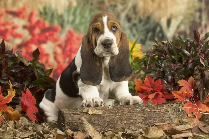 Framed Print : 13132426. Basset Hound puppy outdoors in Autumn Date Framed Print : 13132426. Basset Hound puppy outdoors in Autumn Date