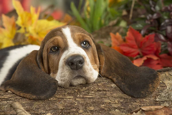 13132427. Basset Hound puppy outdoors in Autumn Date