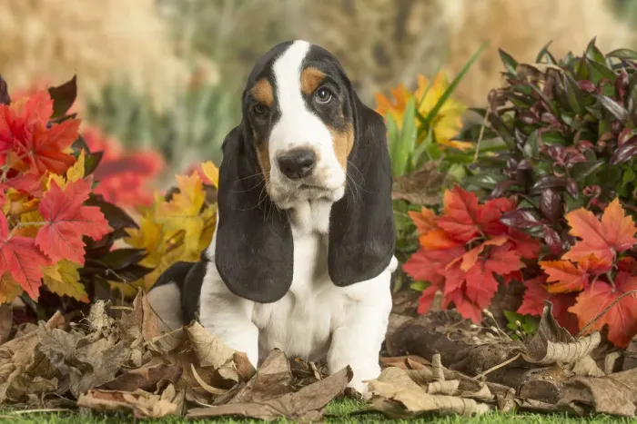 Framed Print : 13132429. Basset Hound puppy outdoors in Autumn Date Framed Print : 13132429. Basset Hound puppy outdoors in Autumn Date