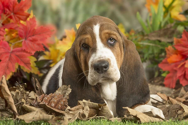 13132430. Basset Hound puppy outdoors in Autumn Date