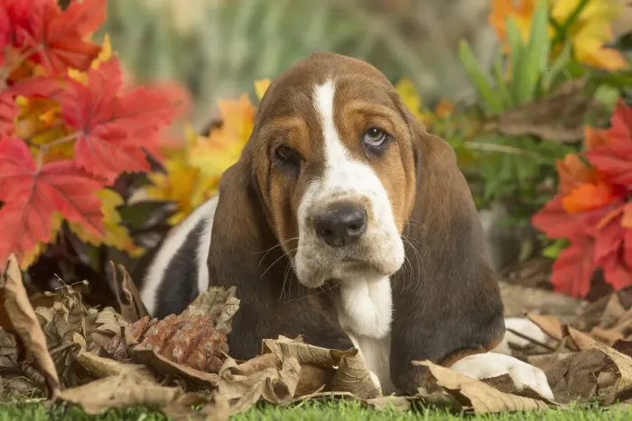 Framed Print : 13132430. Basset Hound puppy outdoors in Autumn Date Framed Print : 13132430. Basset Hound puppy outdoors in Autumn Date