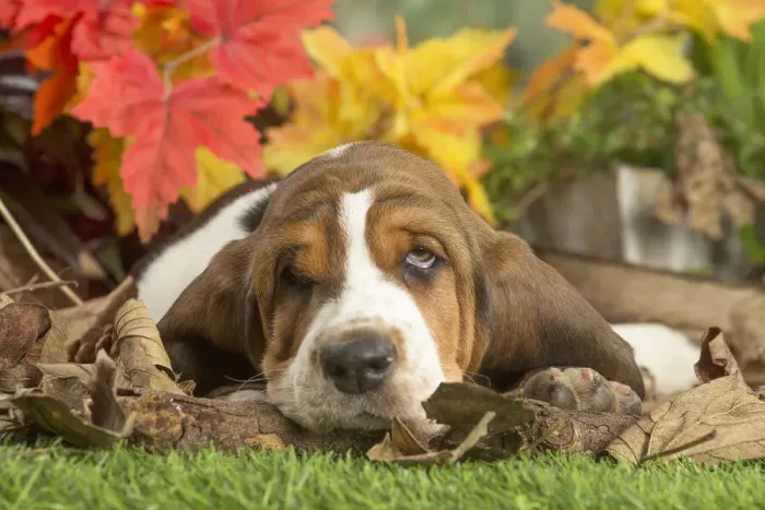 Framed Print : 13132431. Basset Hound puppy outdoors in Autumn Date Framed Print : 13132431. Basset Hound puppy outdoors in Autumn Date