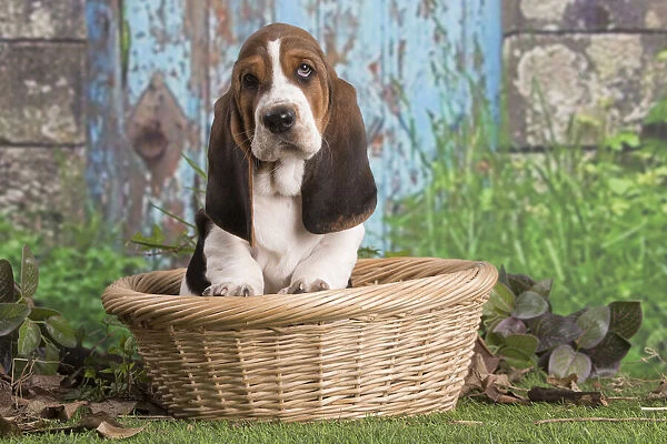 13132434. Basset Hound puppy outdoors in a basket Date