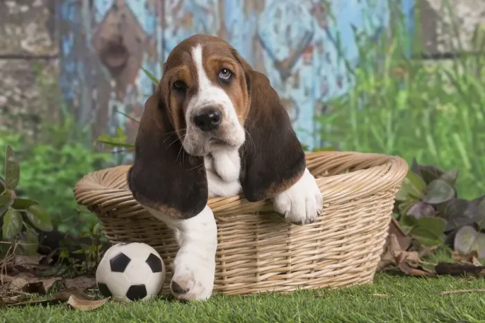 Framed Print : 13132435. Basset Hound puppy outdoors in a basket Date Framed Print : 13132435. Basset Hound puppy outdoors in a basket Date