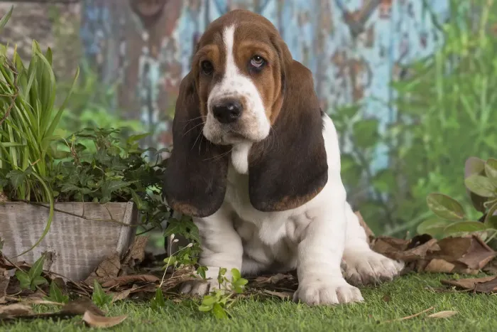 Framed Print : 13132436. Basset Hound puppy outdoors Date
