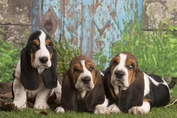 Framed Print : 13132437. Basset Hound puppies outdoors Date Framed Print : 13132437. Basset Hound puppies outdoors Date