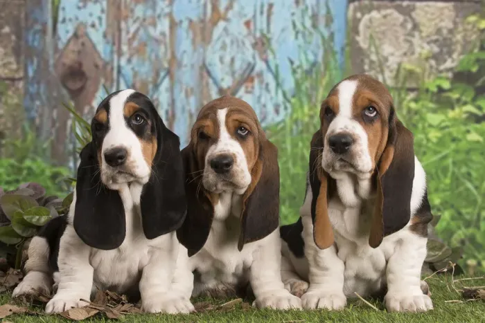 Framed Print : 13132438. Basset Hound puppies outdoors Date Framed Print : 13132438. Basset Hound puppies outdoors Date