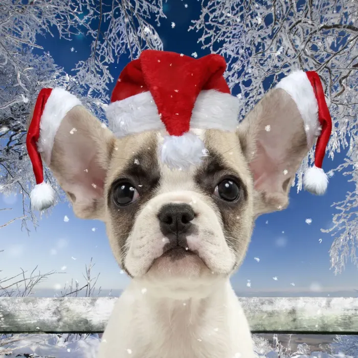 Framed Print : 13132440. French Bulldog puppy wearing Christmas hats in snow Date Framed Print : 13132440. French Bulldog puppy wearing Christmas hats in snow Date