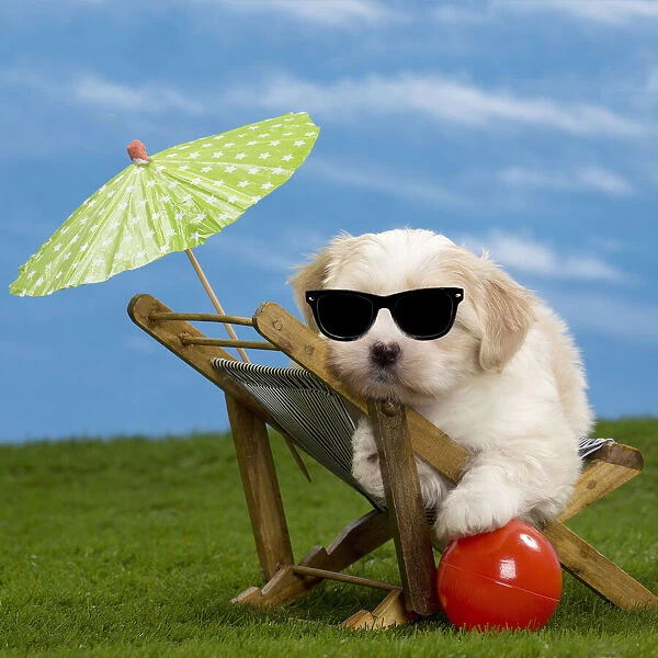 13132442. Dog - Havanese puppy - on deckchair with sun umbrella adn sunglasses Date
