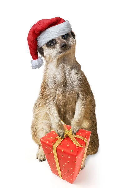 13132444. Meerkat  /  Suricate, wearing Christmas hat with Christmas present Date