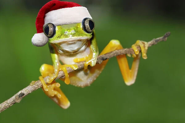 13132445. Lemur Leaf Frog, wearing Christmas hat Date